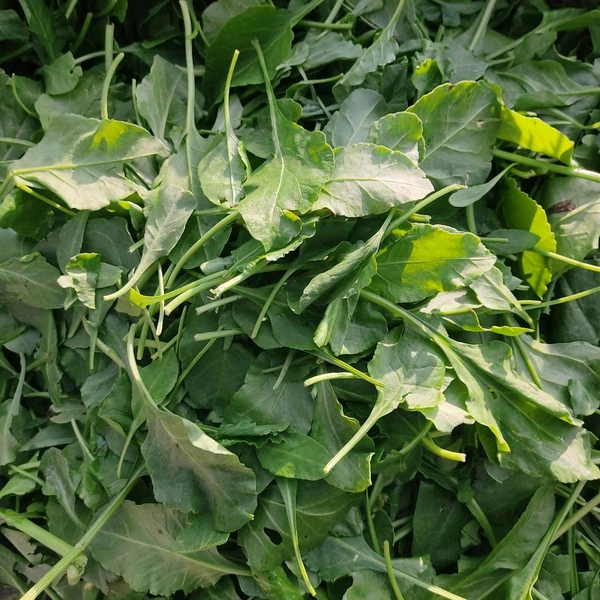 पालक / Palak - 1Kg