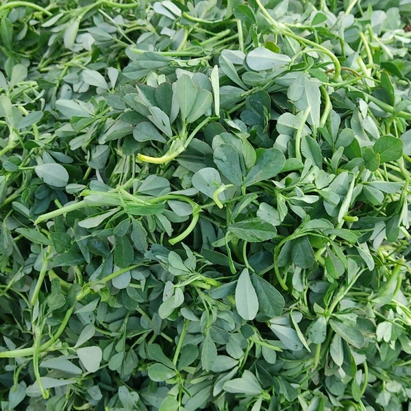 मेथी / Methi - 500g