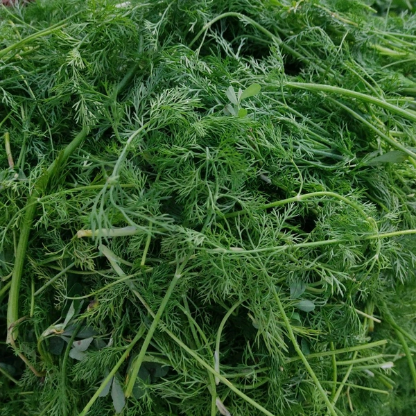 सुवा / Suva - 500g