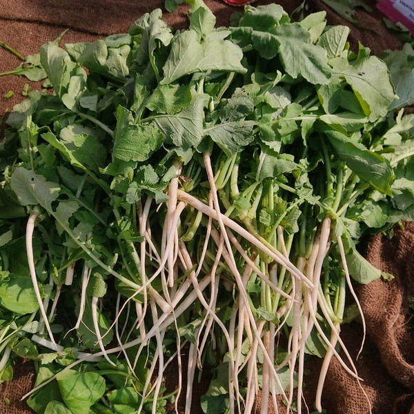 मुली पत्ता साग / Muli Ptta Sag - 250g