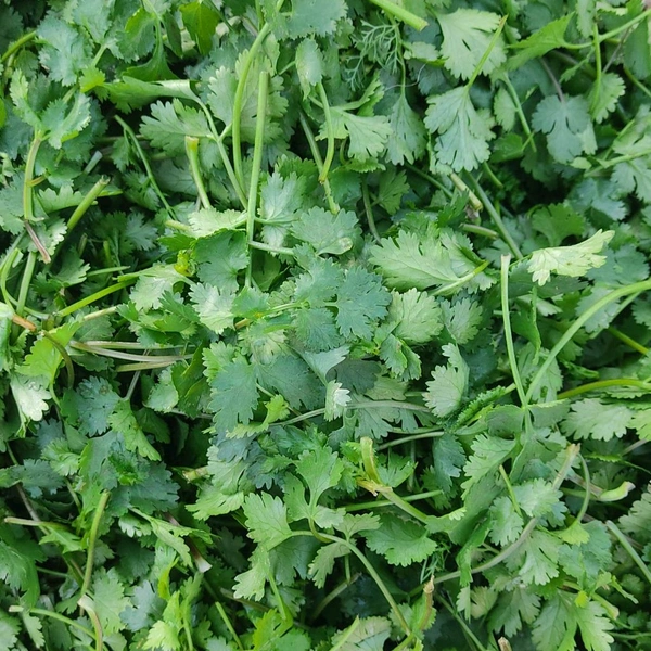 धनिया / Dhaniya - 200g