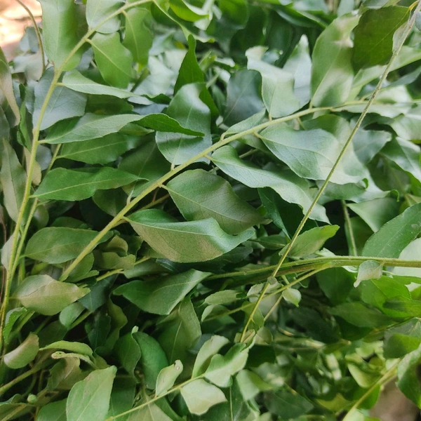 करी पत्ता (मिठा नीम) / Mitha Nim - 250g