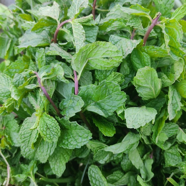 पुदीना / Pudina - 500g