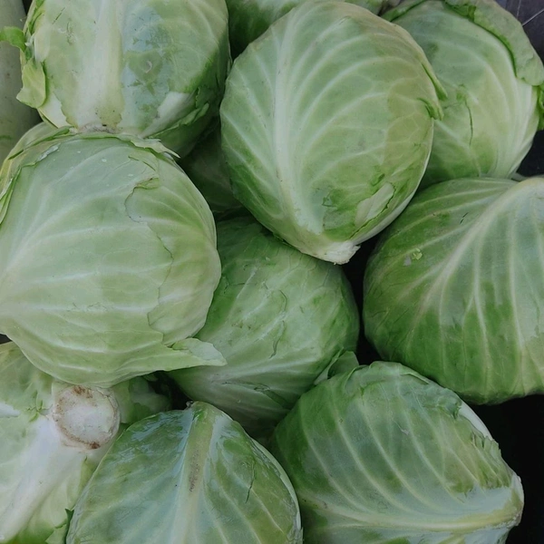 पत्ता गोभी / Ptta Gobhi - 500g