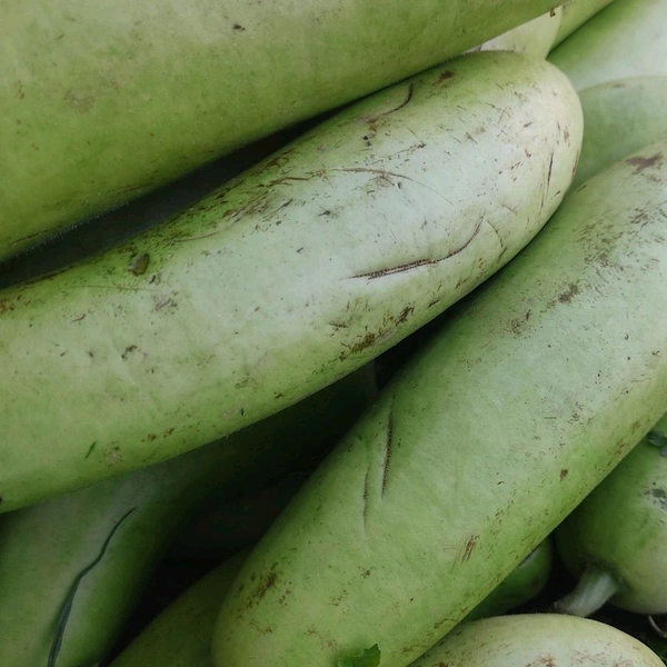 लौकी / Dudhi - 1Kg