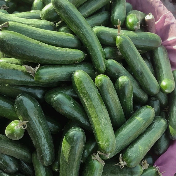 खीरा / Khira - 250g