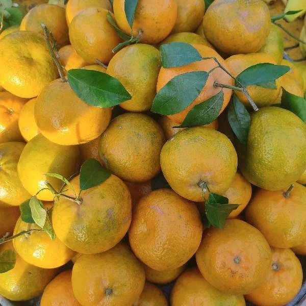 संतरा / Santra (Mosmi)  - 1Kg