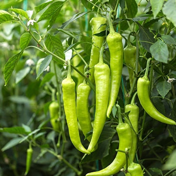 Green Chilli Avakaya (Samishti Spl) - 250 Grams