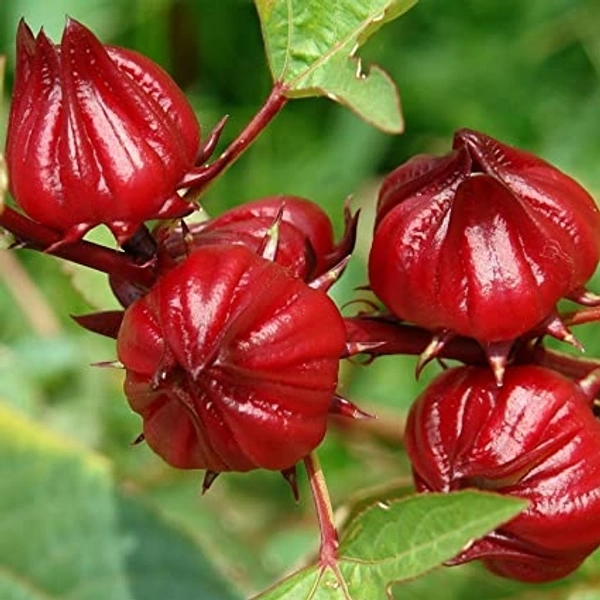 Gongura Pickel - 250 Grams