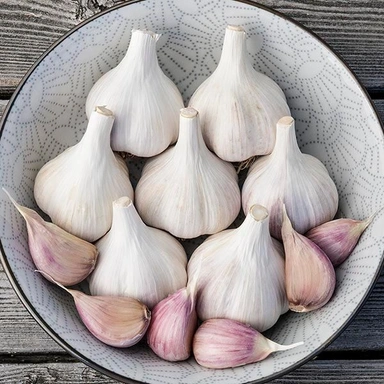 Garlic