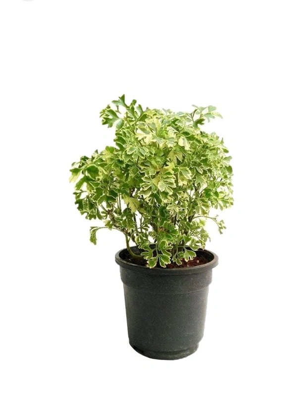 Aralia Veriegated