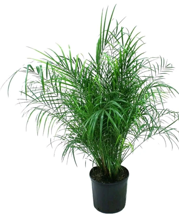 Palm Plant