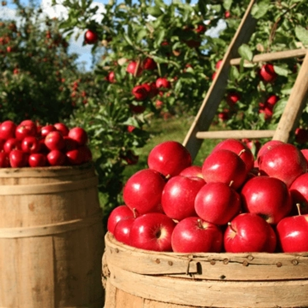 Kashmiri Apple 