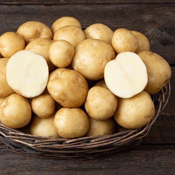 Potato