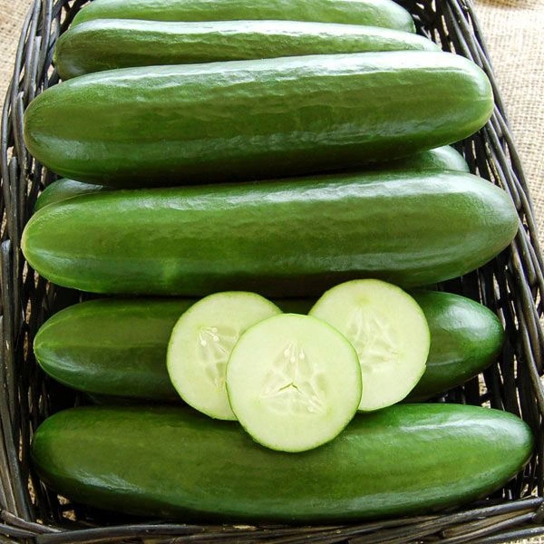Cucumber 