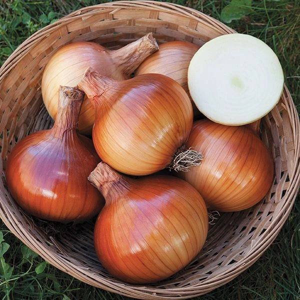 Onion
