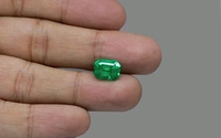 Panna 14.25 Crt - Japanese Laurel, 14.25
