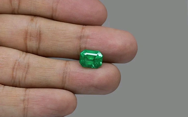 Panna 14.25 Crt - Japanese Laurel, 14.25