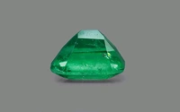 Panna 14.25 Crt - Japanese Laurel, 14.25