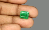 Panna 4.75 CRT  - Japanese Laurel, 4.75