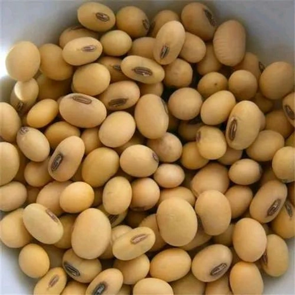 Soya Beans (సోయా చిక్కుడు) - 1kg