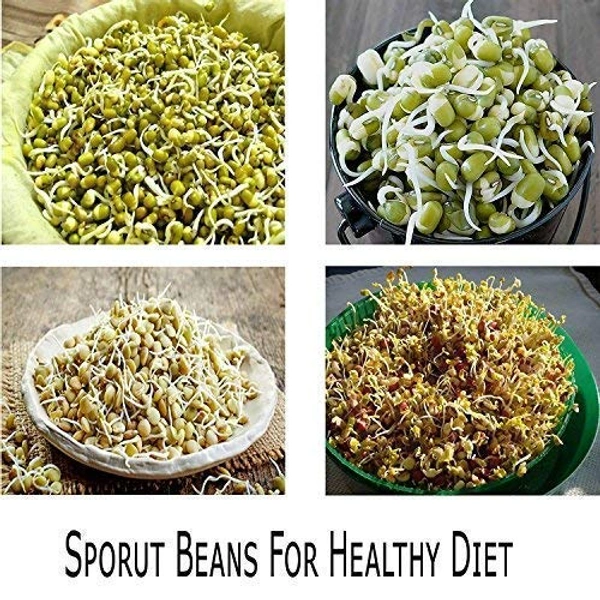 Sprout Maker  4 Layer