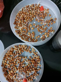 Sprout Maker  4 Layer