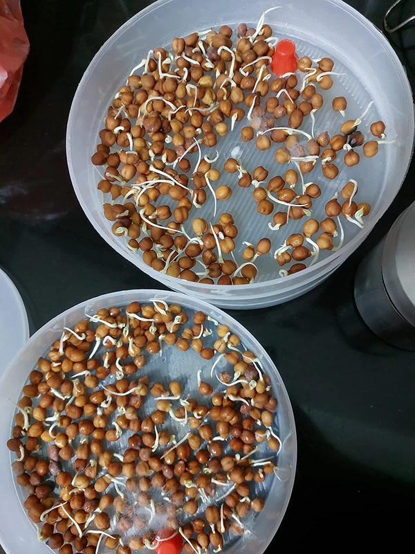 Sprout Maker  4 Layer