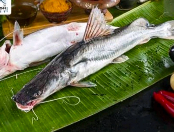 Singhara/Aarh Fish - 1kg-1.1kg