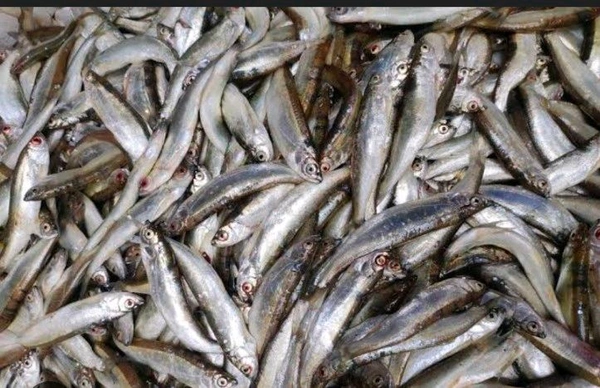 Chala Fish - 500gm