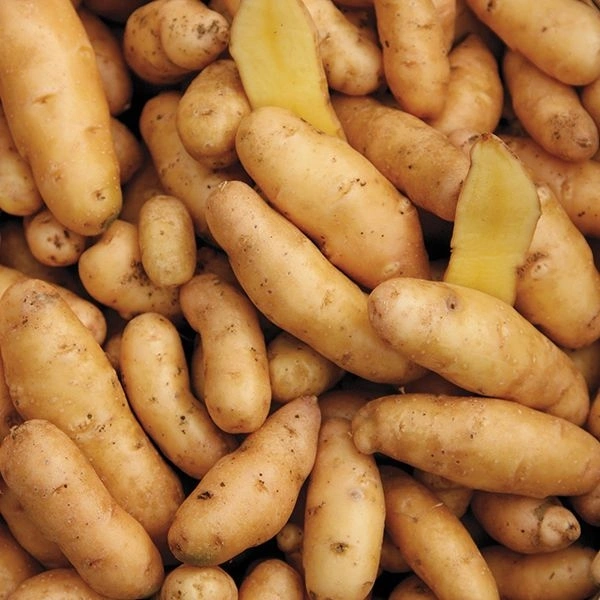 Potato