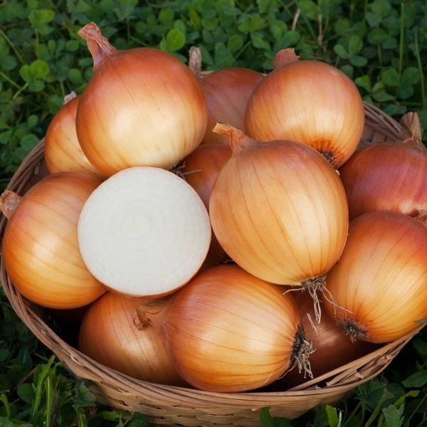 Onion (Pyaaz)