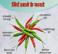 green chilli / Hara Mirch / हरा मिर्च (1kg )