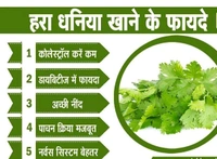green coriander / Hara Dhaniya / हरा धनिया ( 250gm )