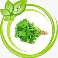 green coriander / Hara Dhaniya / हरा धनिया ( 250gm )