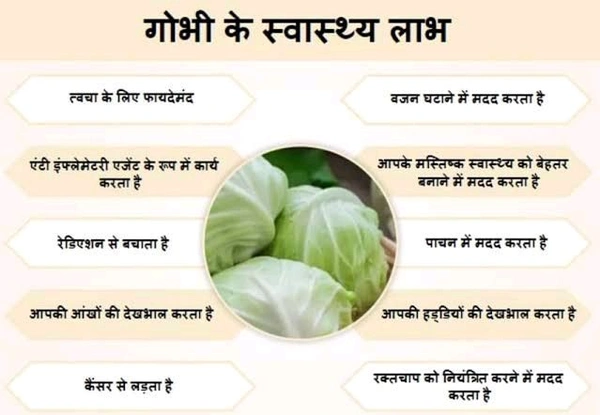 Cabbage / Patta Gobhi / पत्ता गोभी ( 1kg ) 