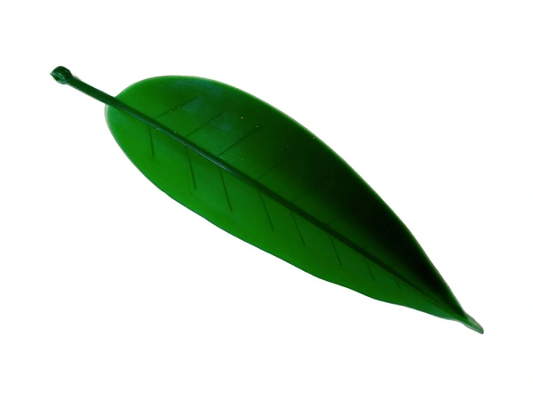 Mango Leaves/Aam Patta (Pack Of 100) - Green