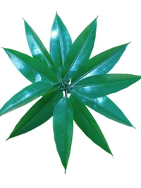 Mango Leaves/Aam Patta (Pack Of 100) - Green