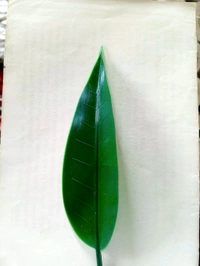 Mango Leaves/Aam Patta (Pack Of 100) - Green