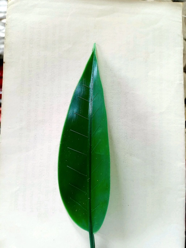 Mango Leaves/Aam Patta (Pack Of 100) - Green