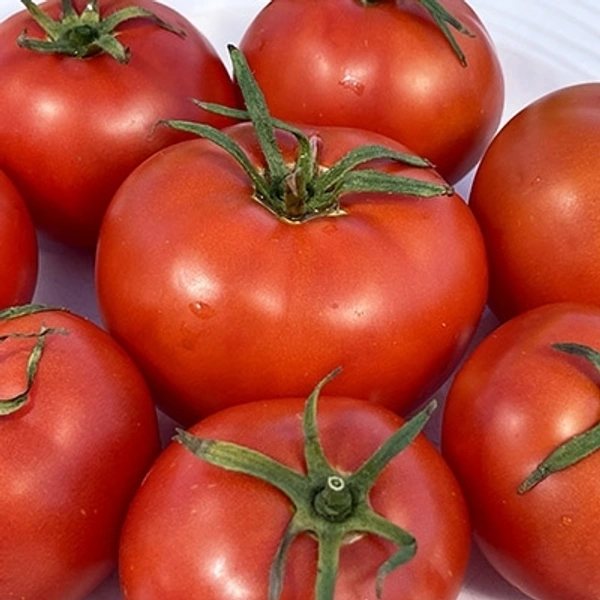 Tomato Local/ टमाटर - 1kg