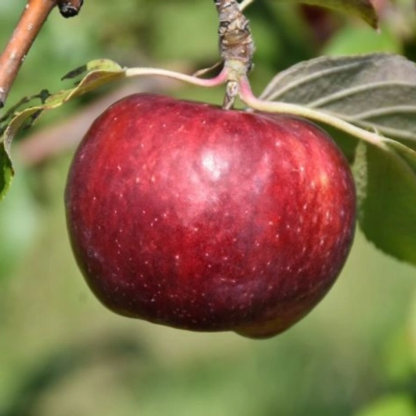 Red Gold Apple/ रेड गोल्ड सेब  - 500g