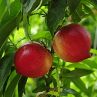 Red Gold Apple/ रेड गोल्ड सेब  - 500g