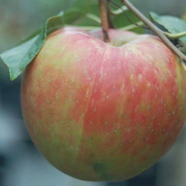 Royal Apple/ रॉयल सेब (Normal) - 500g