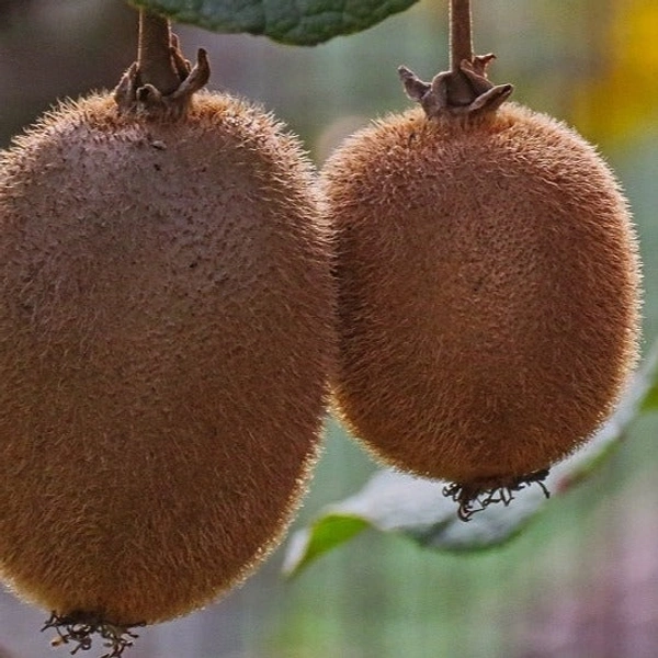 Kiwi/कीवी  - 3unit, 3 (Nos) 250-350, Box