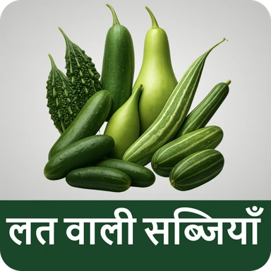 Vine Vegetables