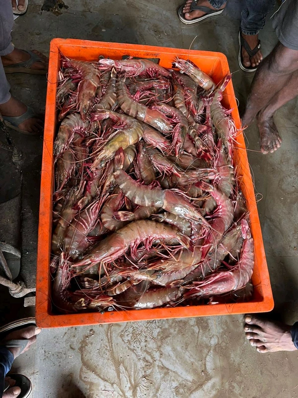 Prawns Without Dress  - 500 gm