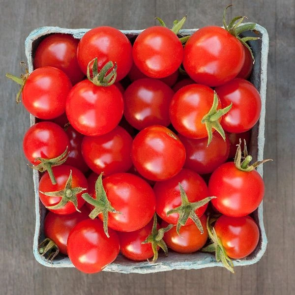 টমেটো (Tomato – Tomato)
