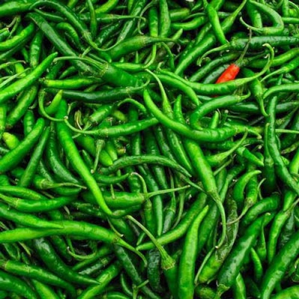 কাঁচা লঙ্কা (Kancha Lanka – Green Chili)
