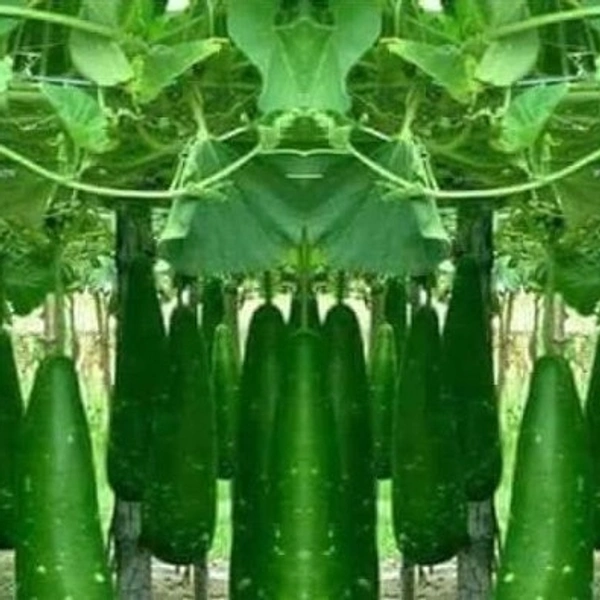 লাউ (Lau – Bottle Gourd)
